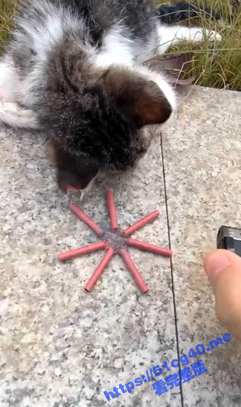 虐猫！拿炮仗炸喵咪玩弄取乐 猫咪的脖子被炸出一个血洞 好可怜的小猫咪 - 51吃瓜网-51吃瓜网