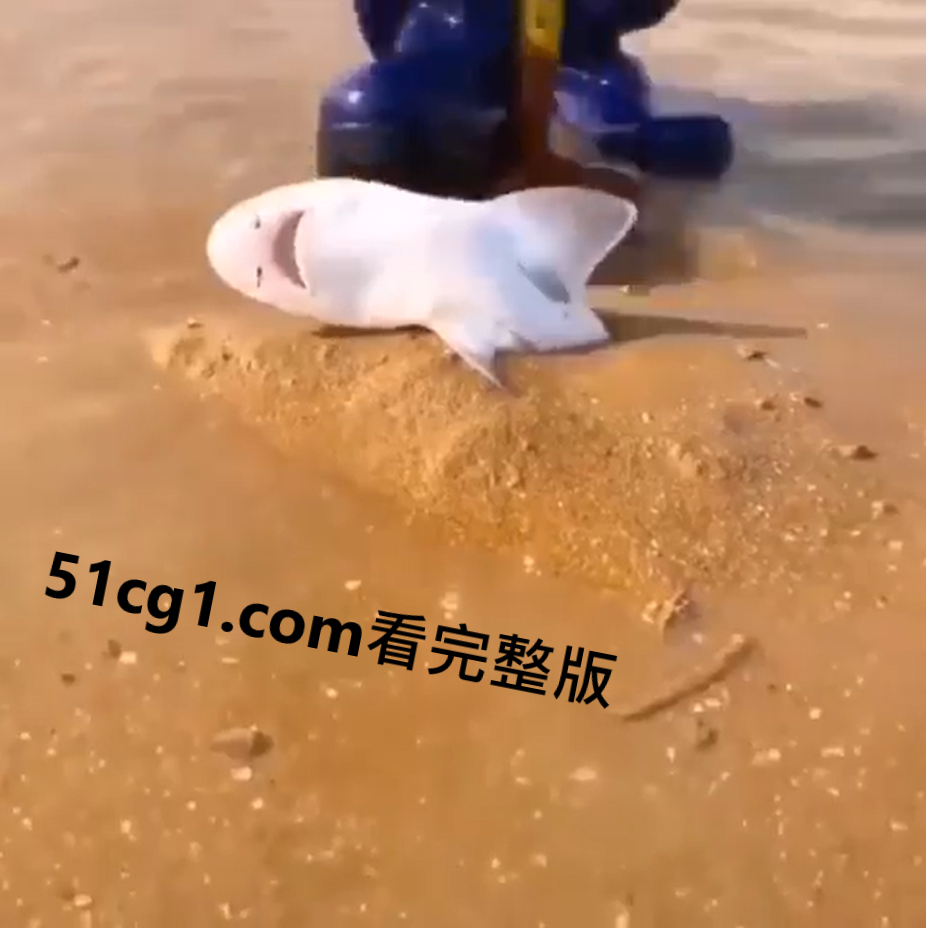 小 #鲨鱼 卡在沙子里 好心人救了她 - 51吃瓜网-51吃瓜网