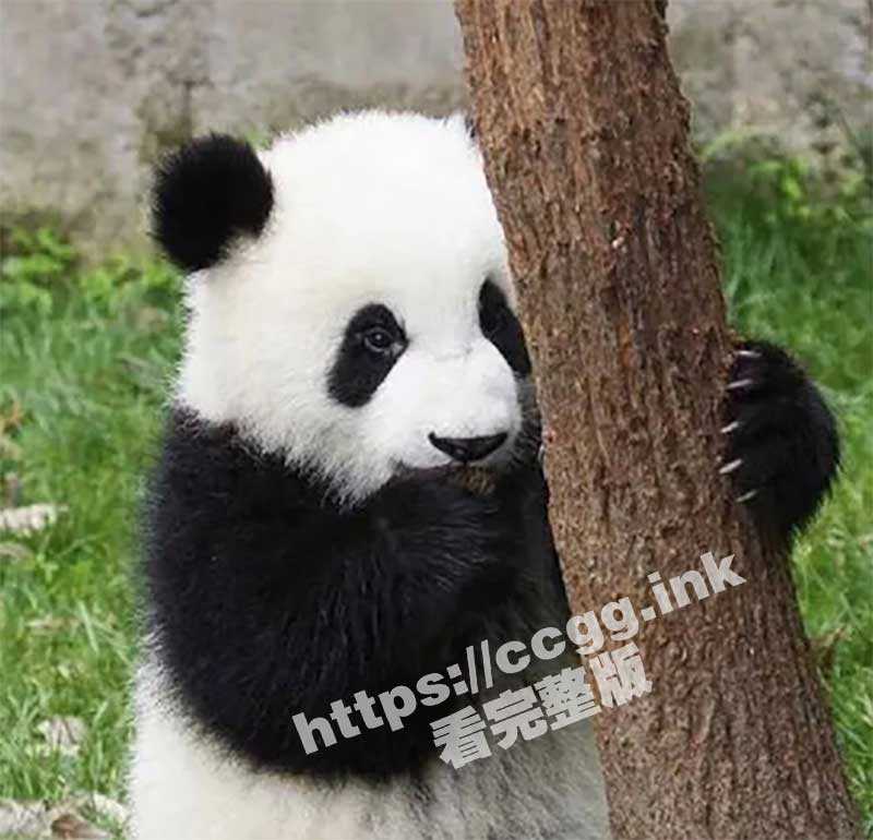 网红熊猫饲养员「发箍奶爸」 被曝睡粉至怀孕！西直门三太子翻墙出门为了看奶爸草粉？独家草粉视频流出！-51吃瓜网