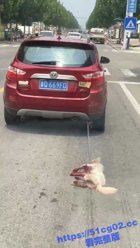 山东临沂一SUV 用铁链拴狗一路拖行小狗四肢部分 已经被磨得全都是血 可以不爱但别伤害-51吃瓜网